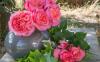 Atelier despre grădinărit şi plantarea trandafirilor de grădină